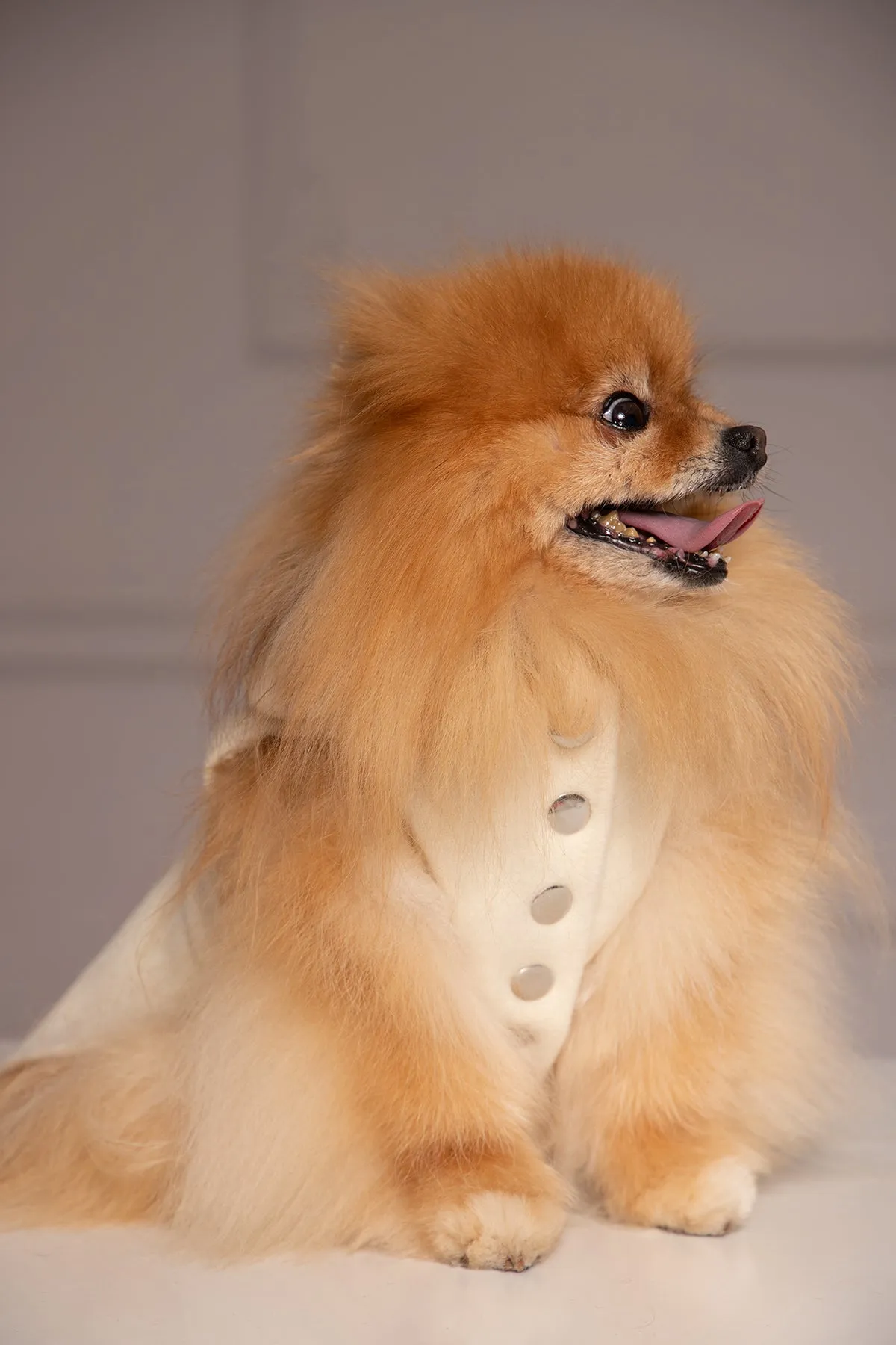 ELEGANT DOG JACKET