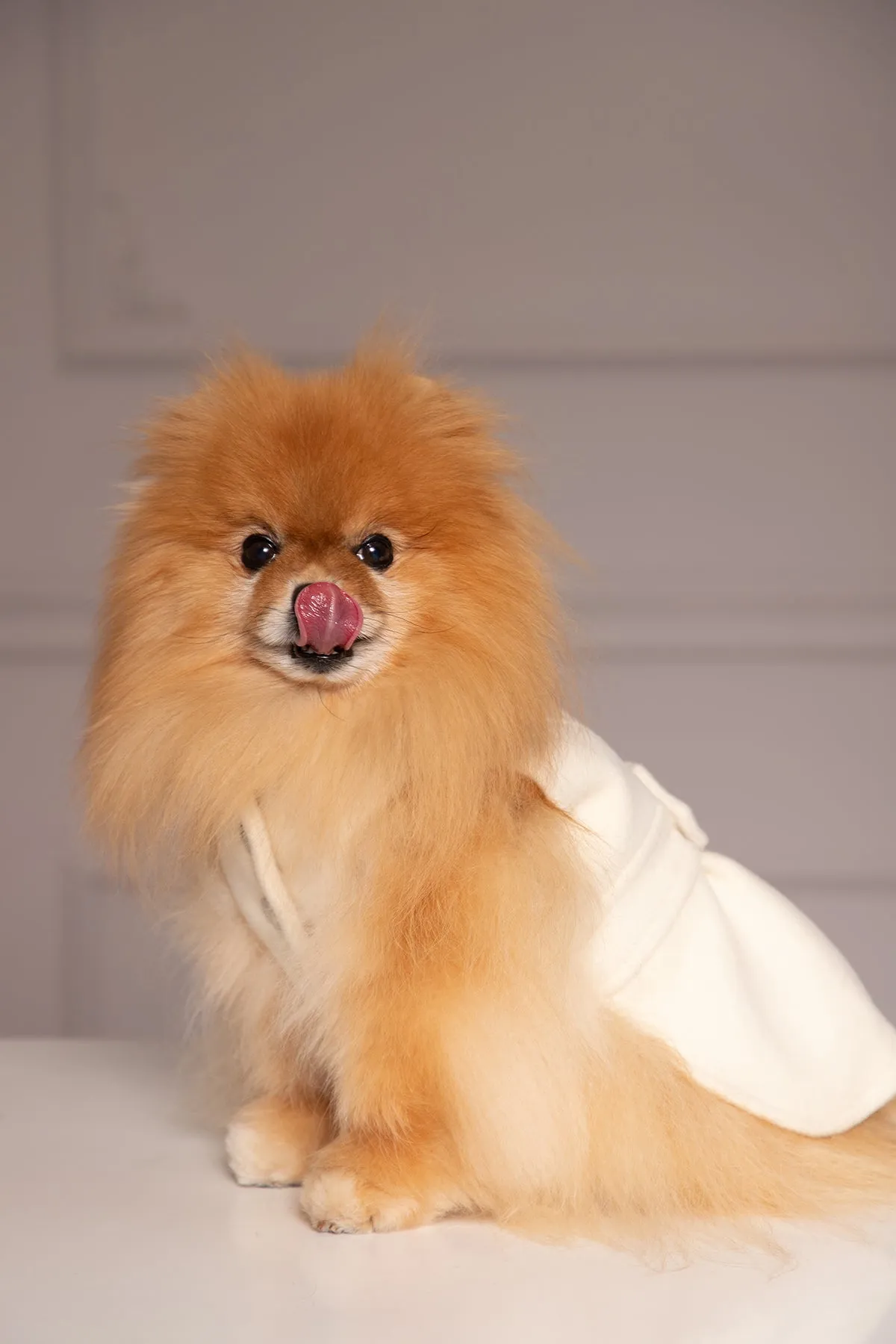 ELEGANT DOG JACKET