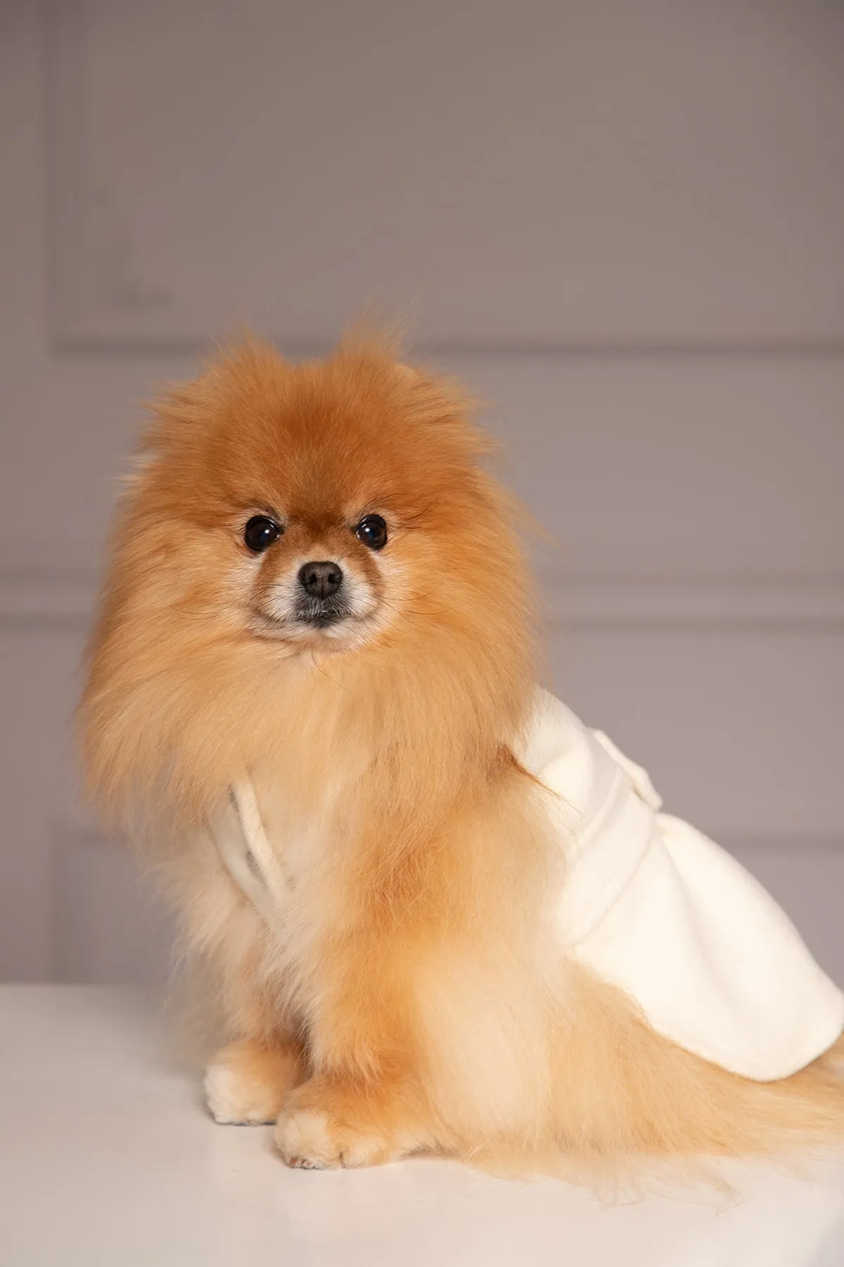 ELEGANT DOG JACKET